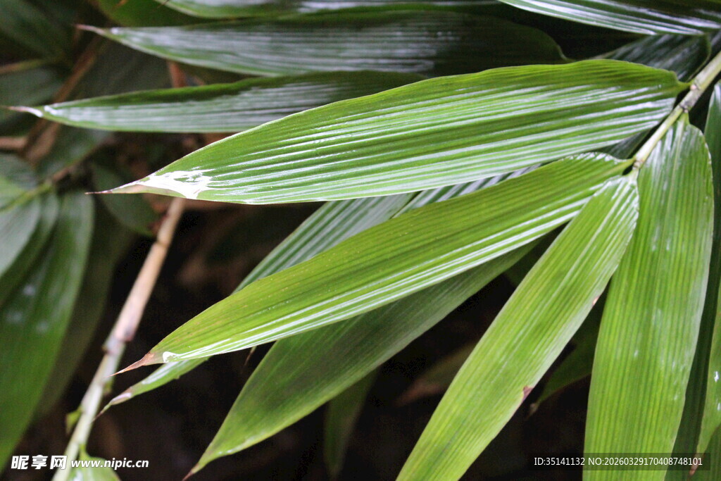 阔叶箬竹