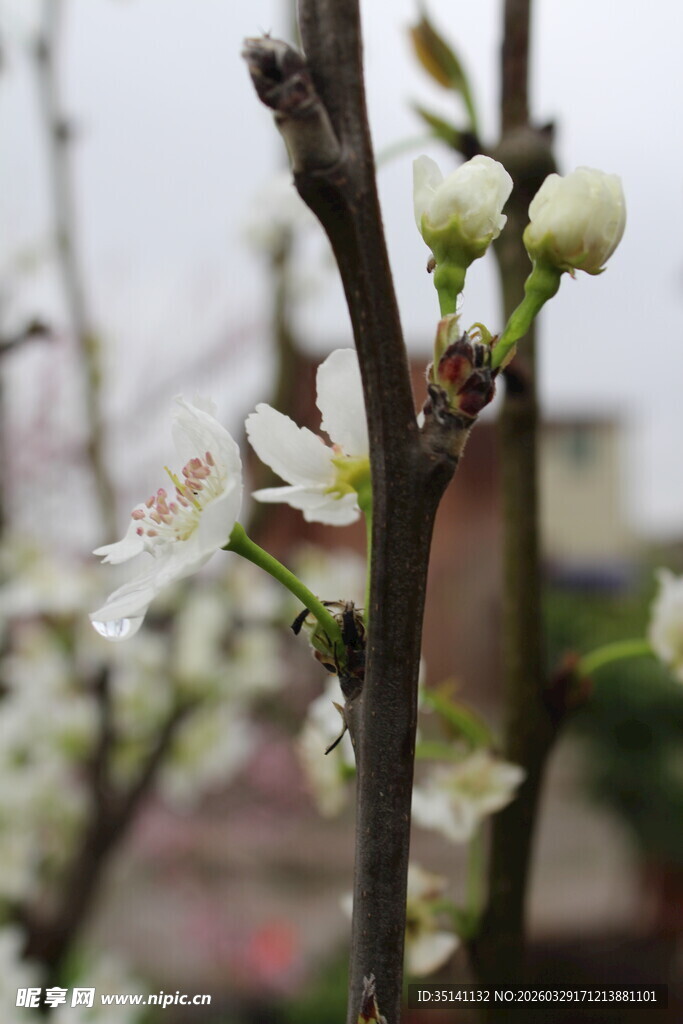 梨花