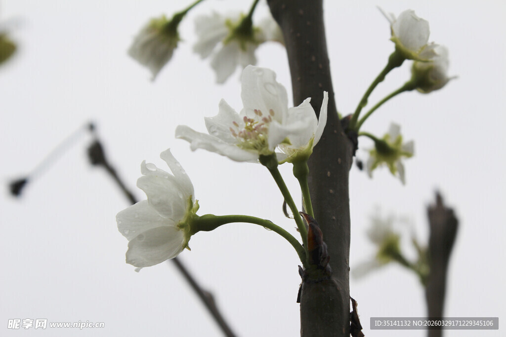 梨花