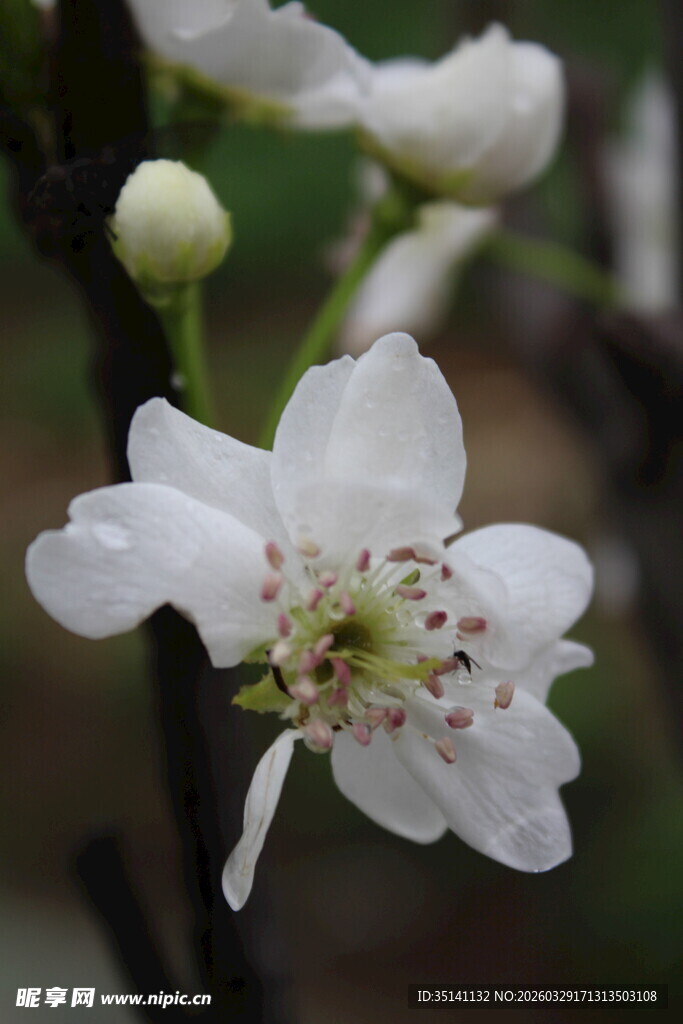 梨花特写