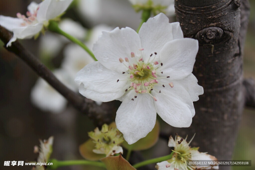 梨花