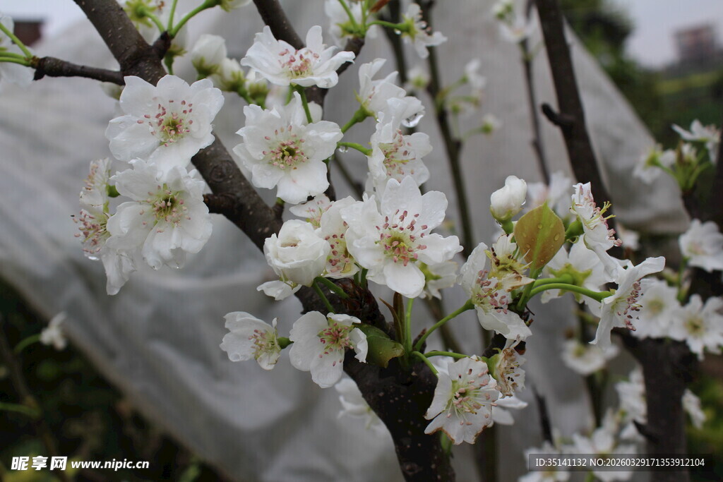梨花