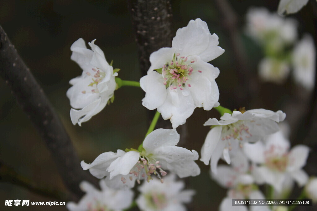 梨花