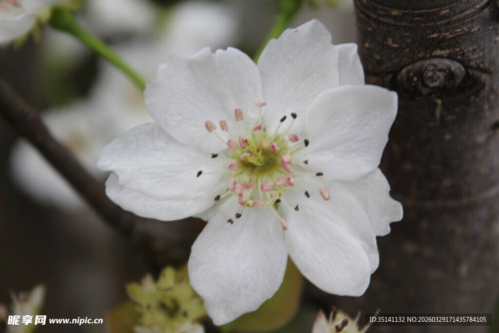 梨花