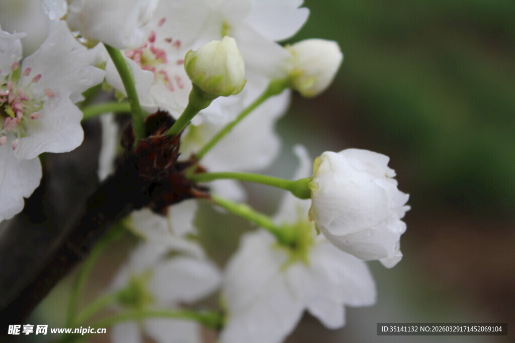 梨花