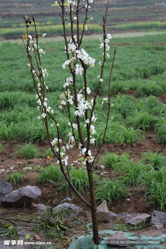 梨花树