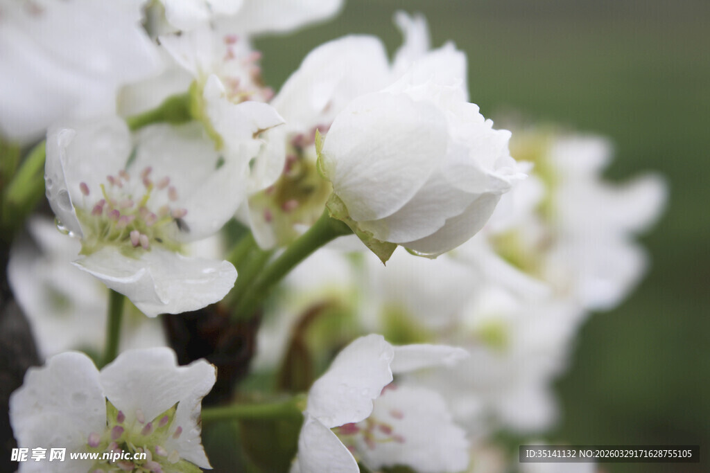 梨花
