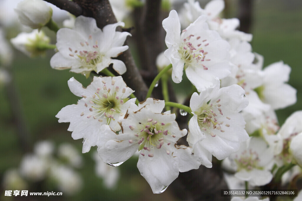 梨花