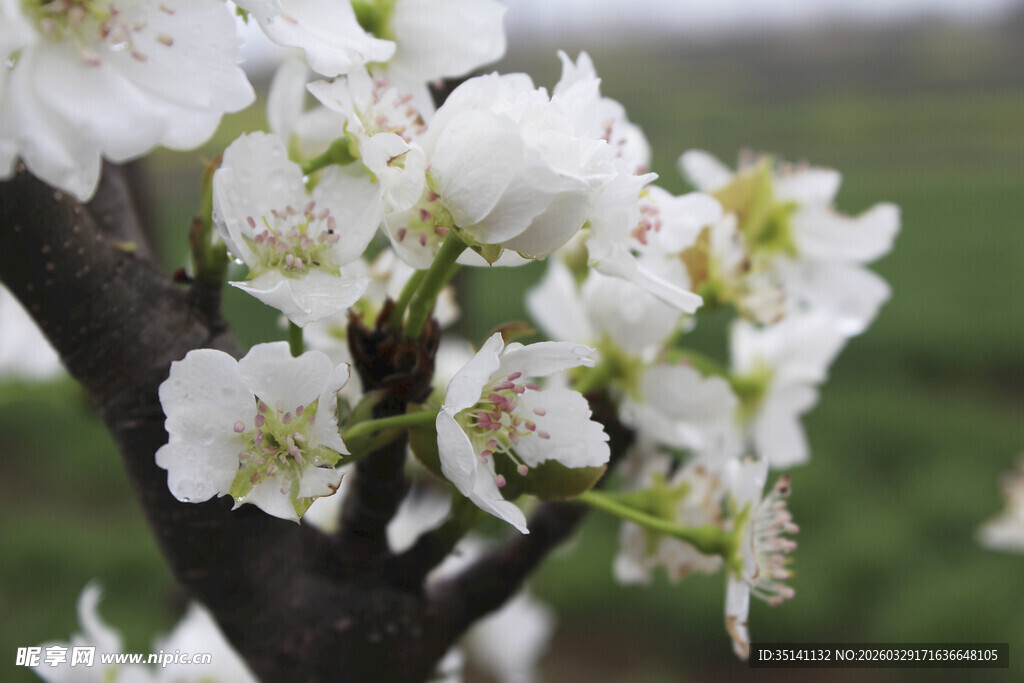 梨花