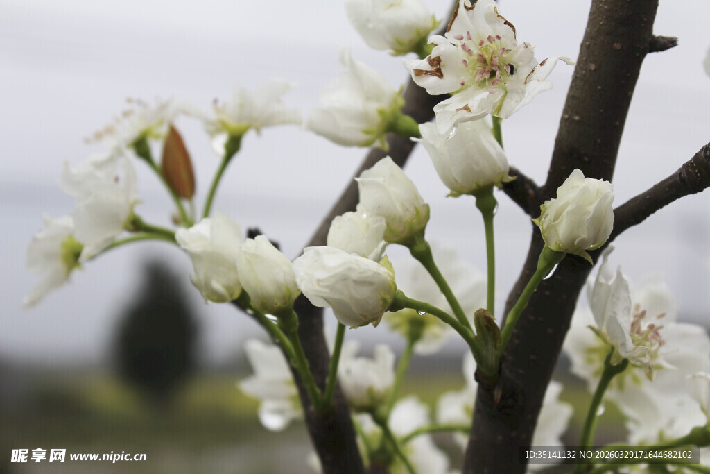 梨花