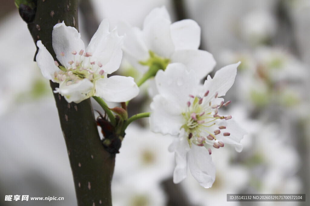 梨花