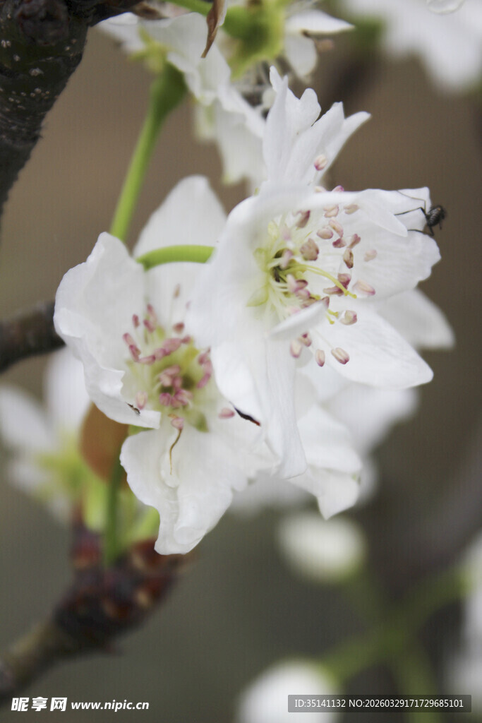 梨花