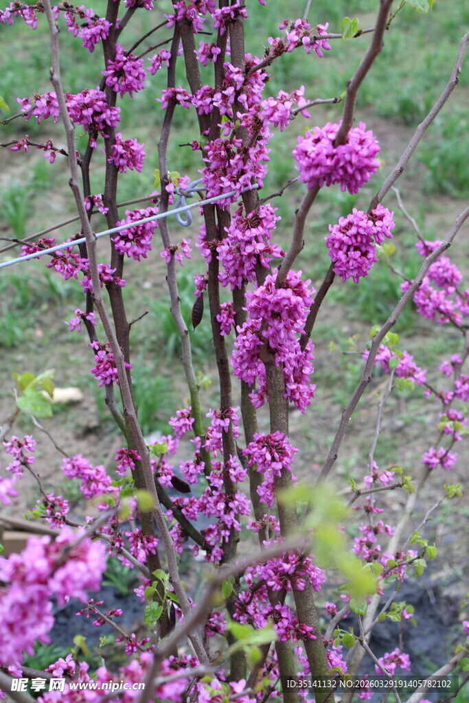 紫荆花