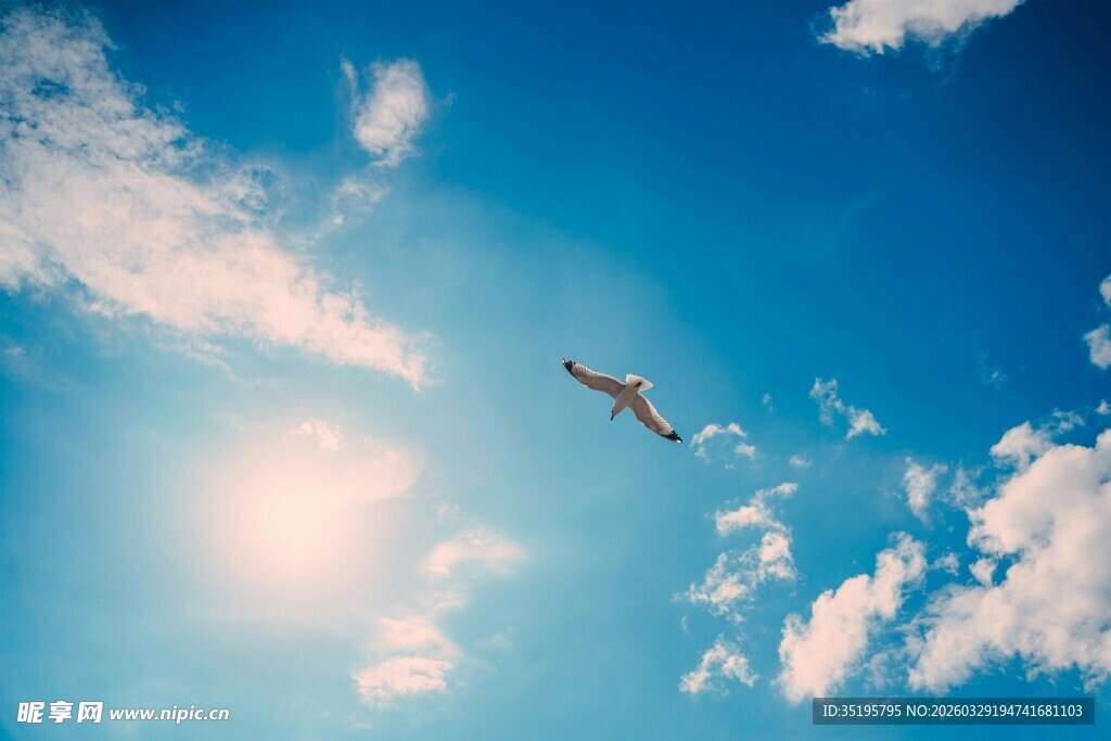 蓝天飞鸟自由美好瞬间