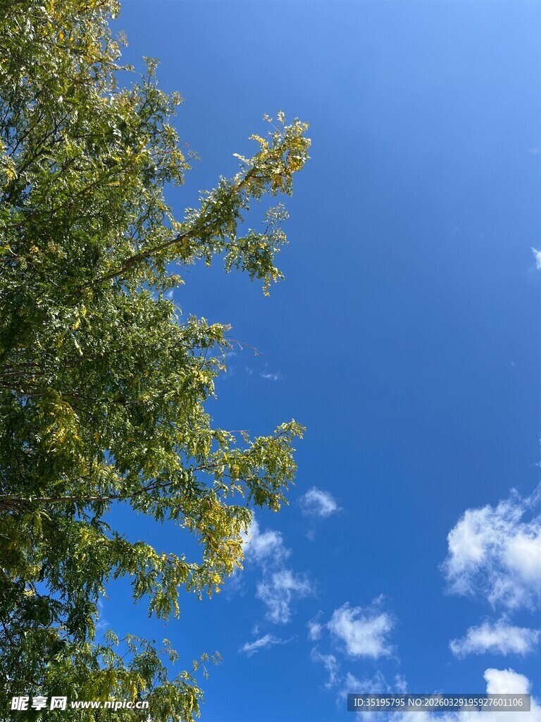 蓝天绿树间的清新景致