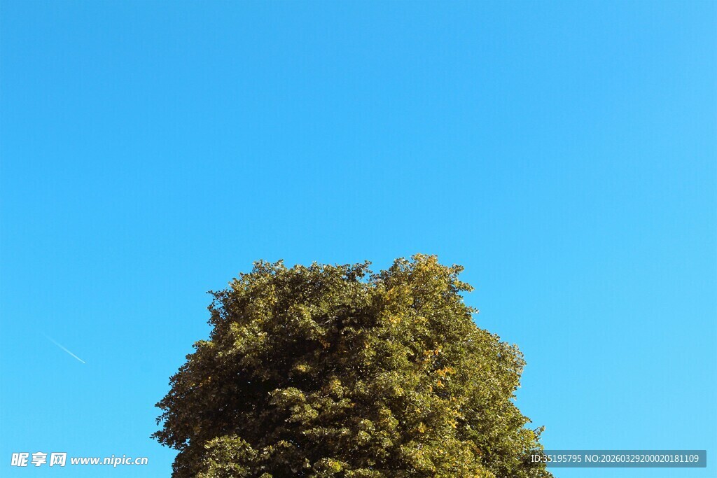 蓝天映衬下的葱郁树冠