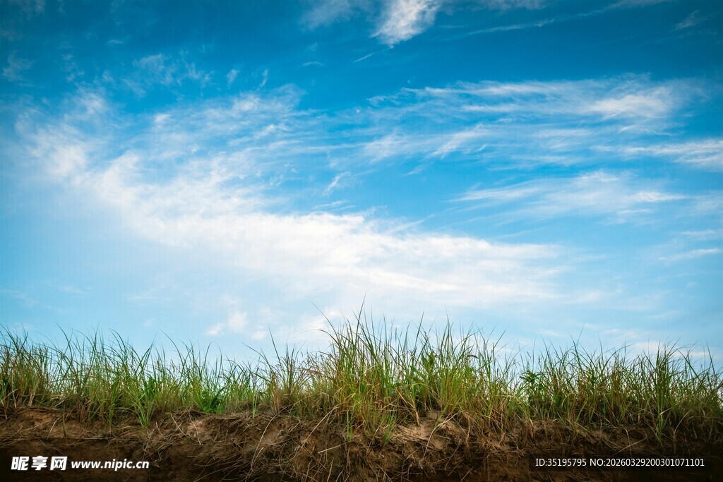 蓝天绿草间的清新景致