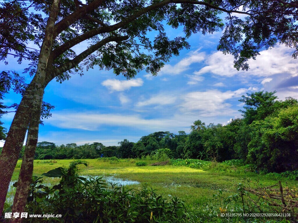 田园风光中的静谧自然景致