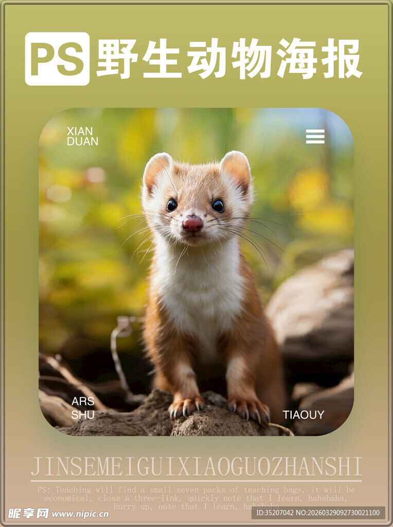 野生黄鼬海报展示
