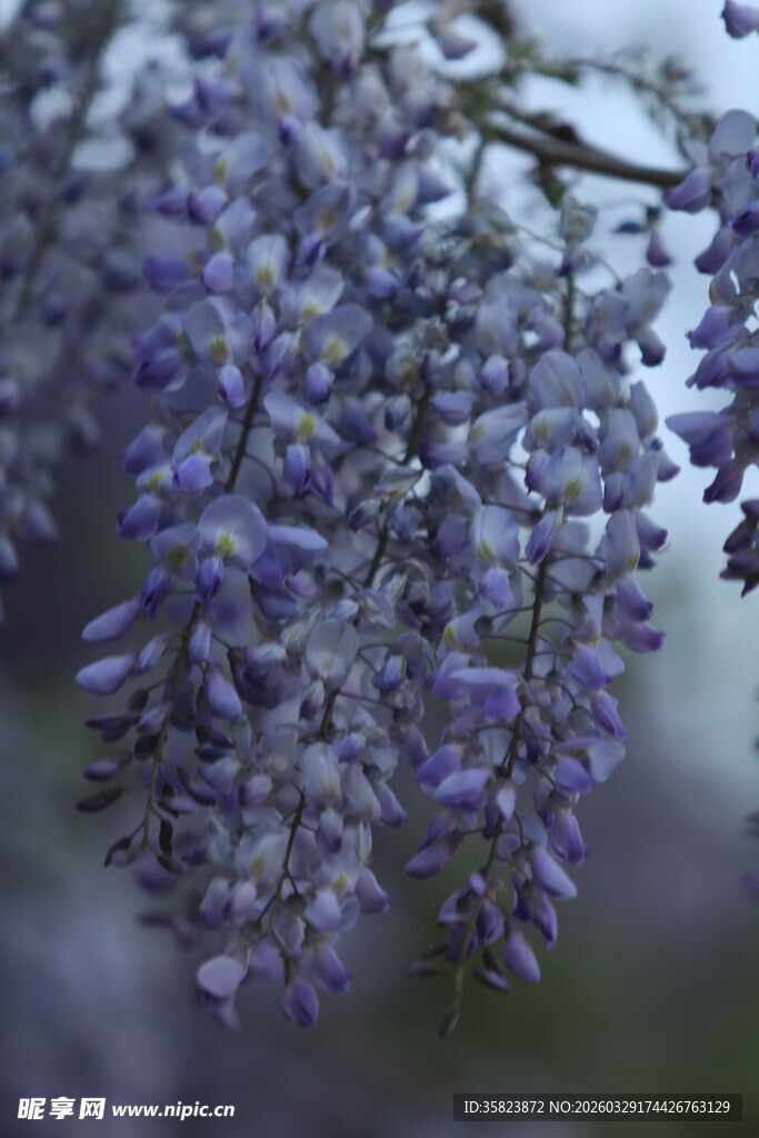 垂挂的紫丁香花