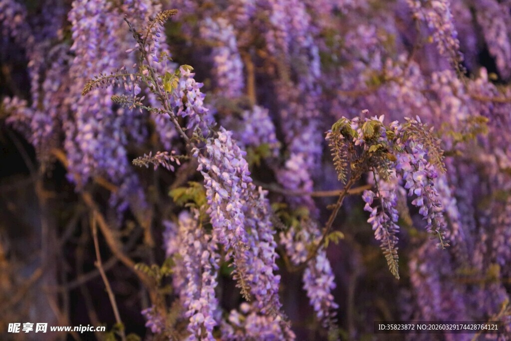 浪漫紫藤花绽放