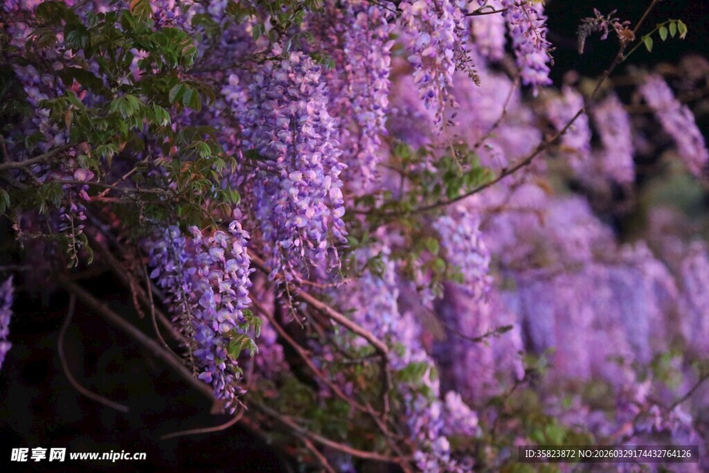 浪漫紫藤花绽放