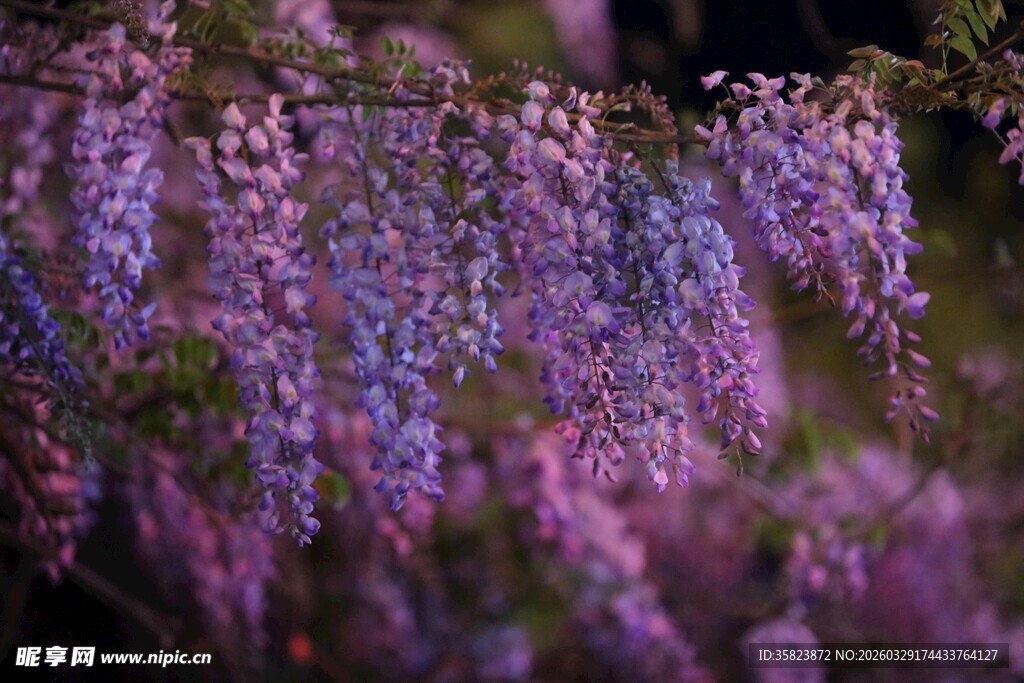 浪漫紫藤花绽放
