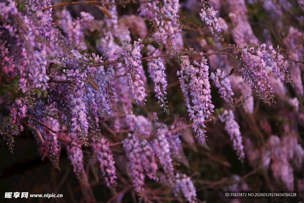 浪漫紫花垂挂绽放