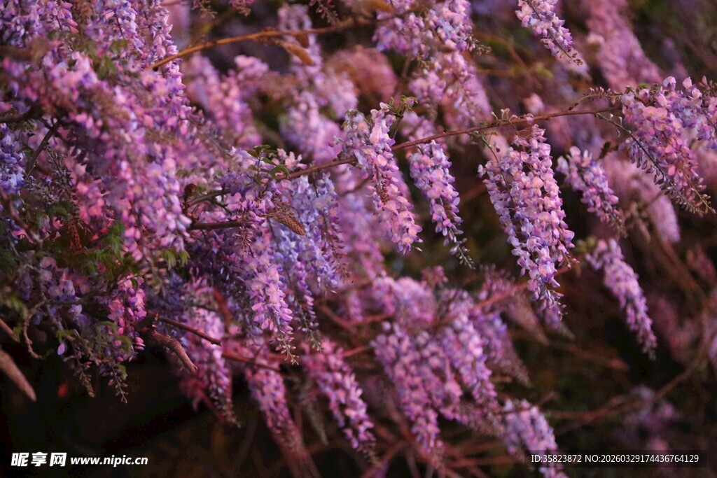 浪漫紫藤花绽放