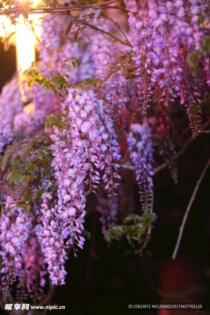 垂挂的浪漫紫藤花