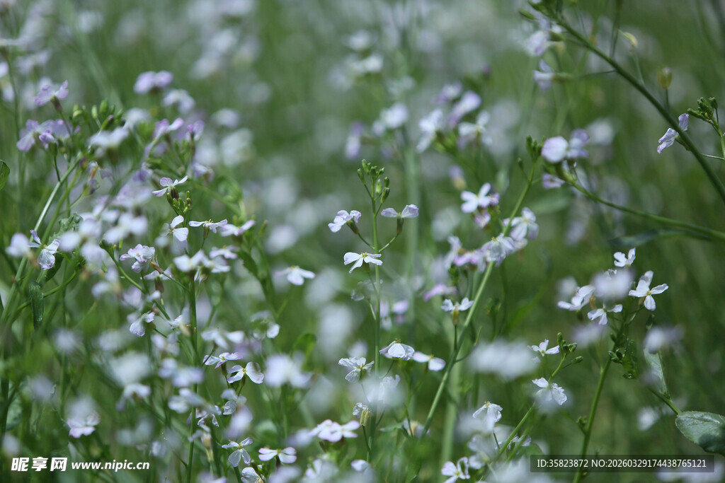 春日小白花绽放的清新景致