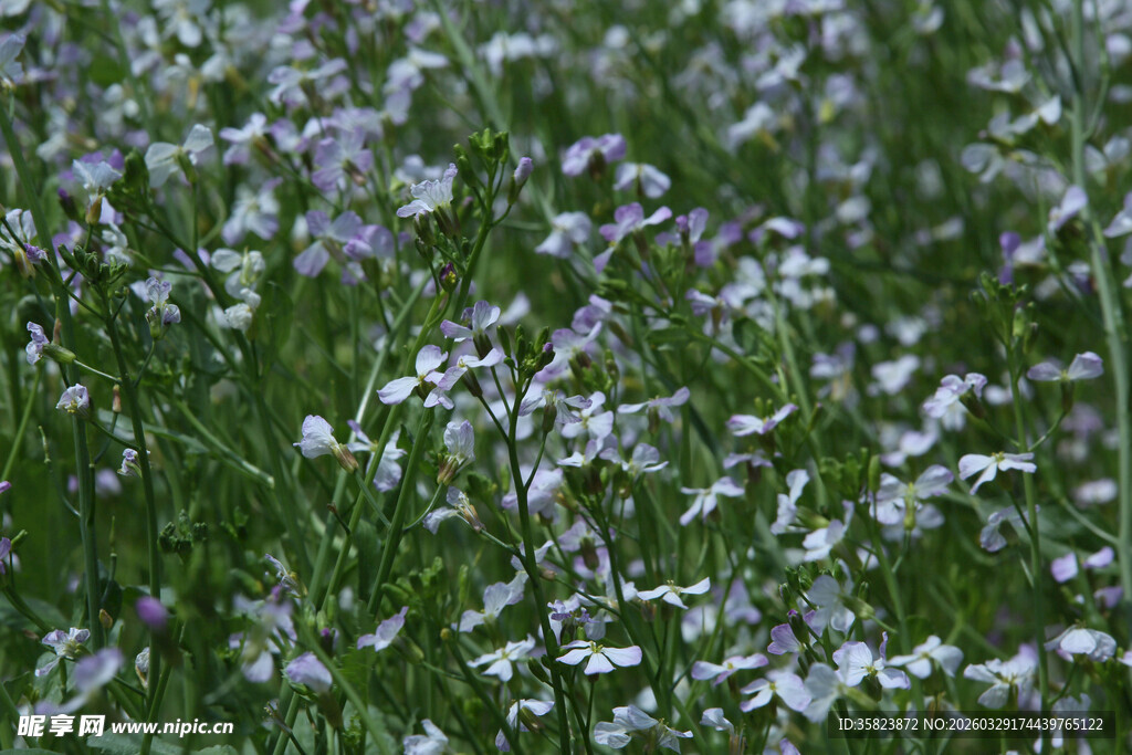 紫色小花绽放的绿色草地