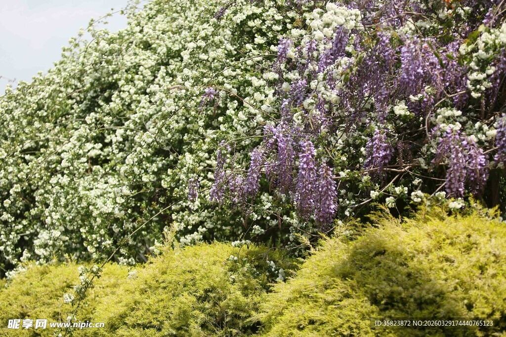 多彩繁茂的绿植景观