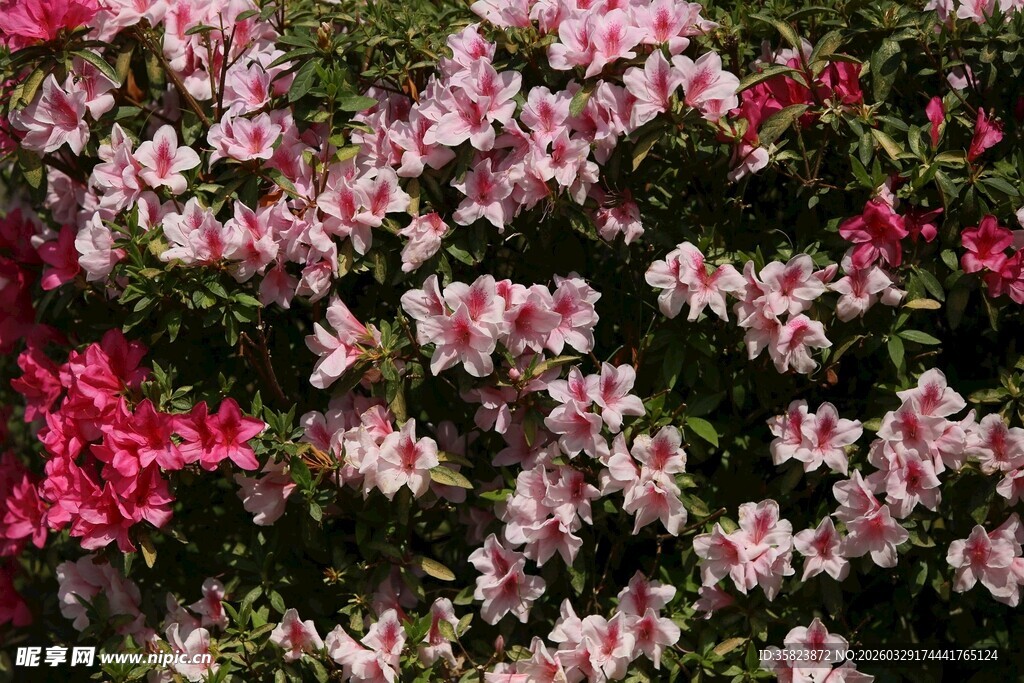 盛开的多彩杜鹃花