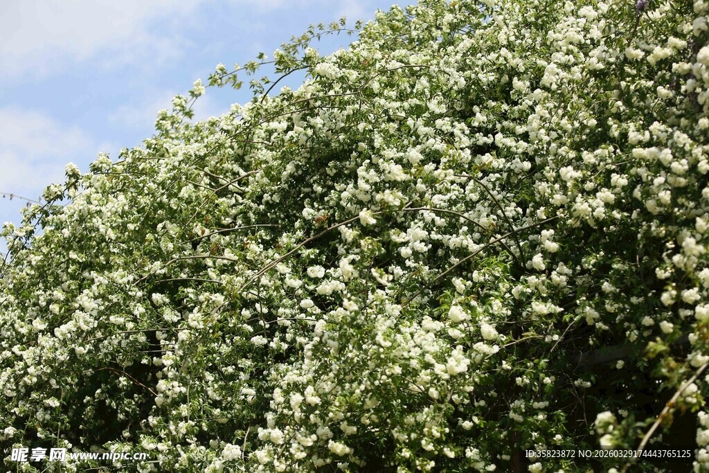 繁茂白花植物景观
