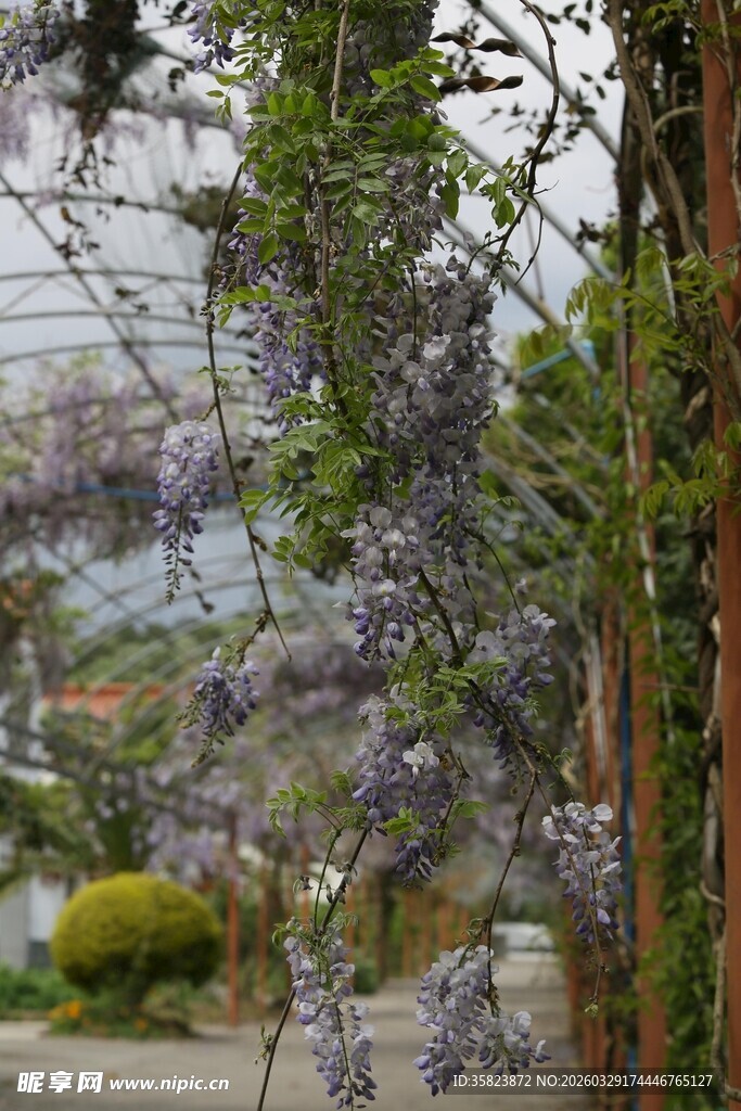 紫藤缠绕绿植景致