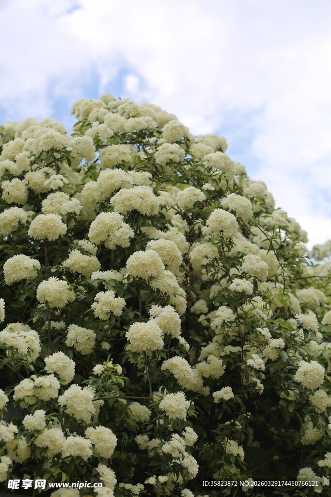 盛开的白色花丛