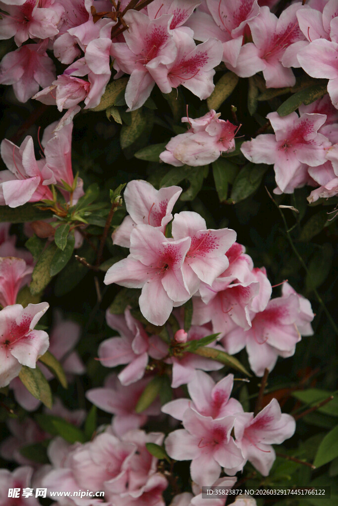 粉色娇艳杜鹃花绽放