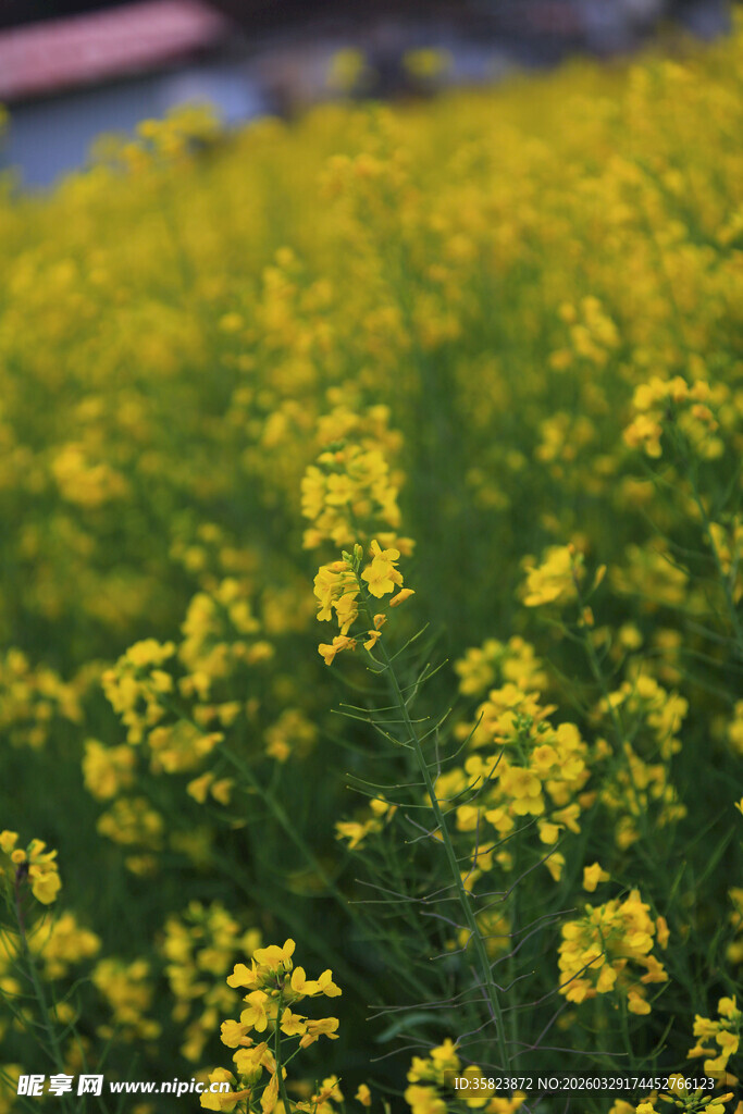 金黄油菜花田的美丽景致