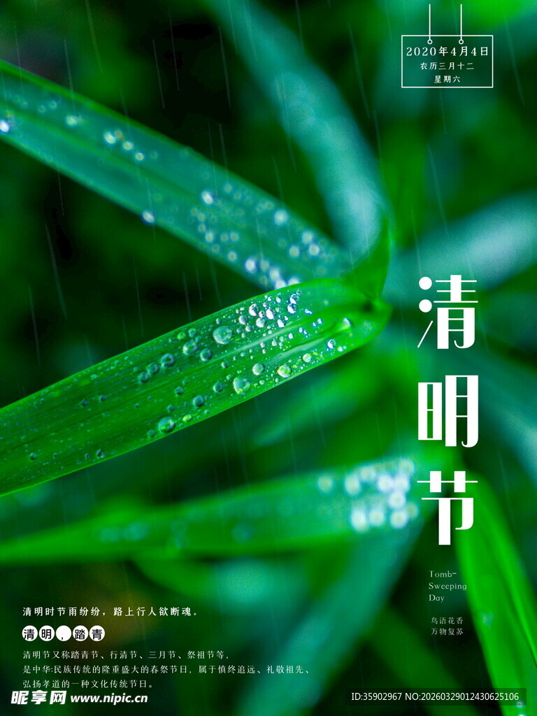 清明时节带露的翠绿叶片