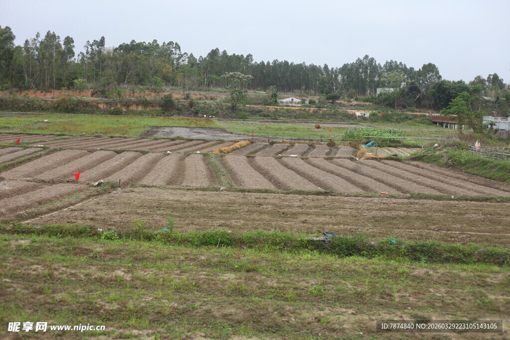 湛江农田风光 整齐的耕种田地