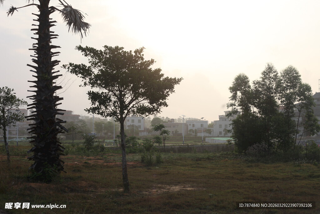 湛江乡村田野树木风景图