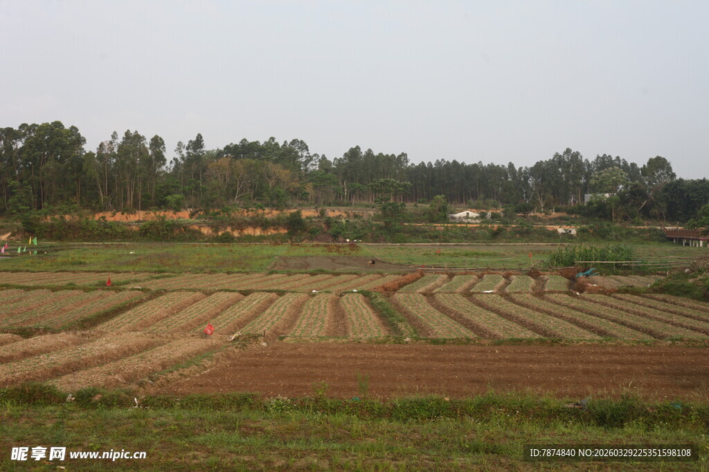 湛江田野田园风光
