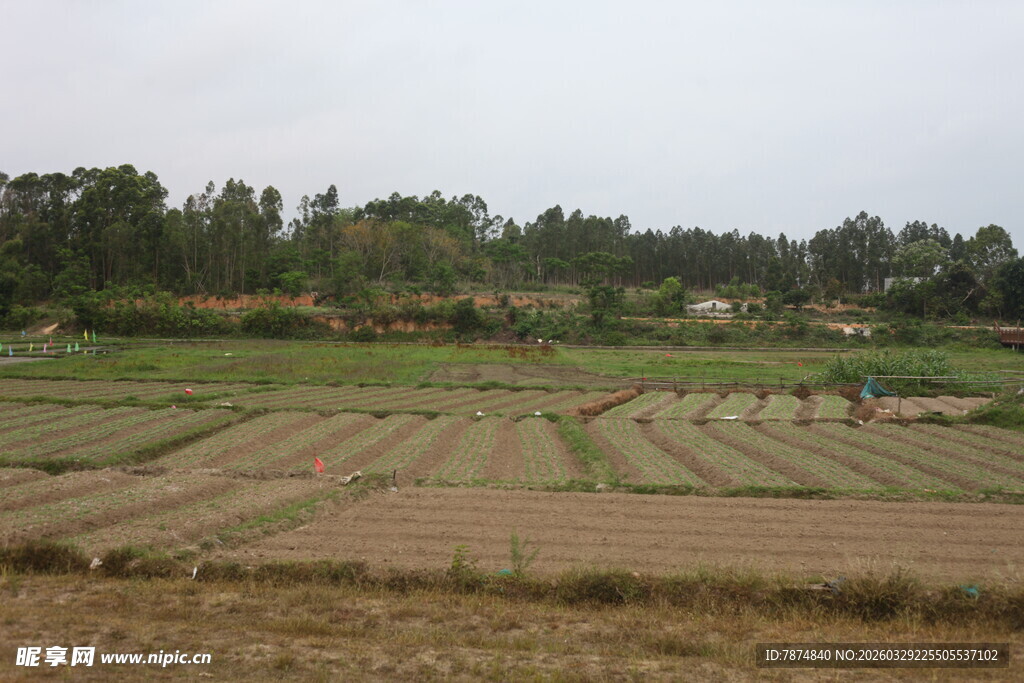 湛江田野风光 农田与树林景致