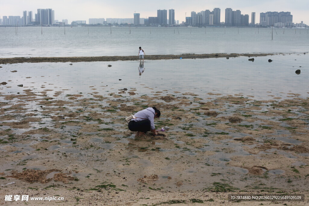 湛江海边赶海人专注寻物