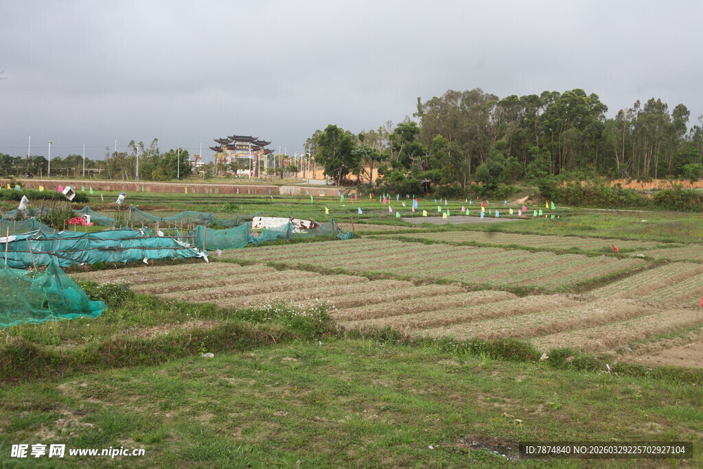 湛江田园风光中的农田景象