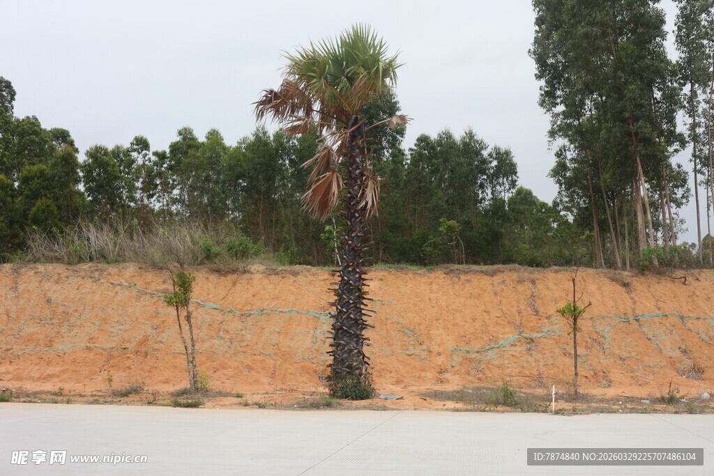 湛江路边孤树与周边植被景观