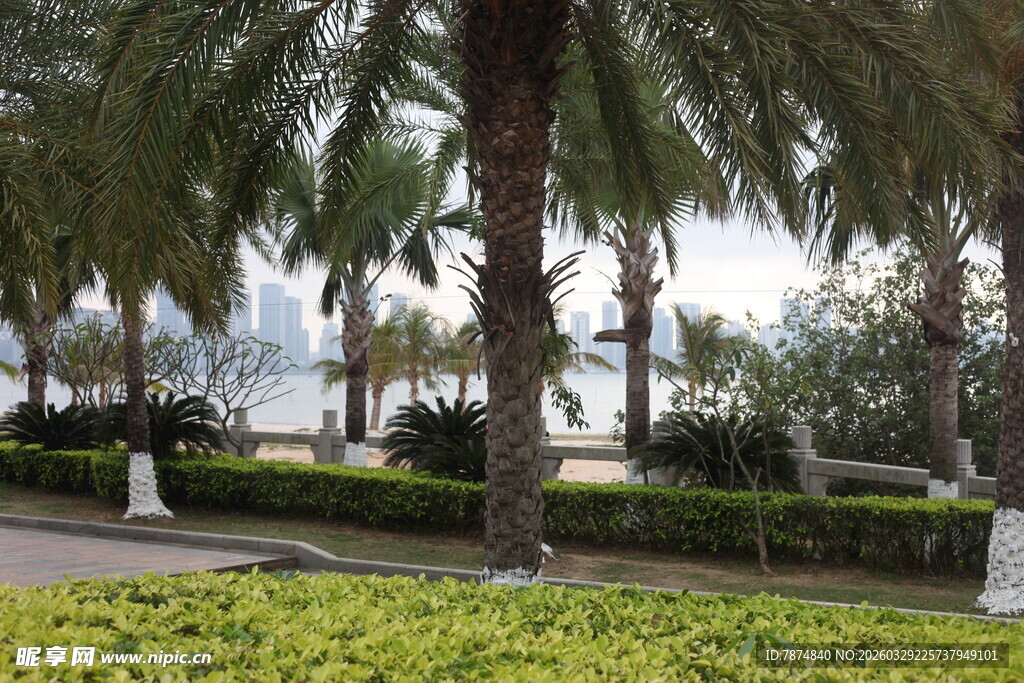 湛江热带棕榈树景观