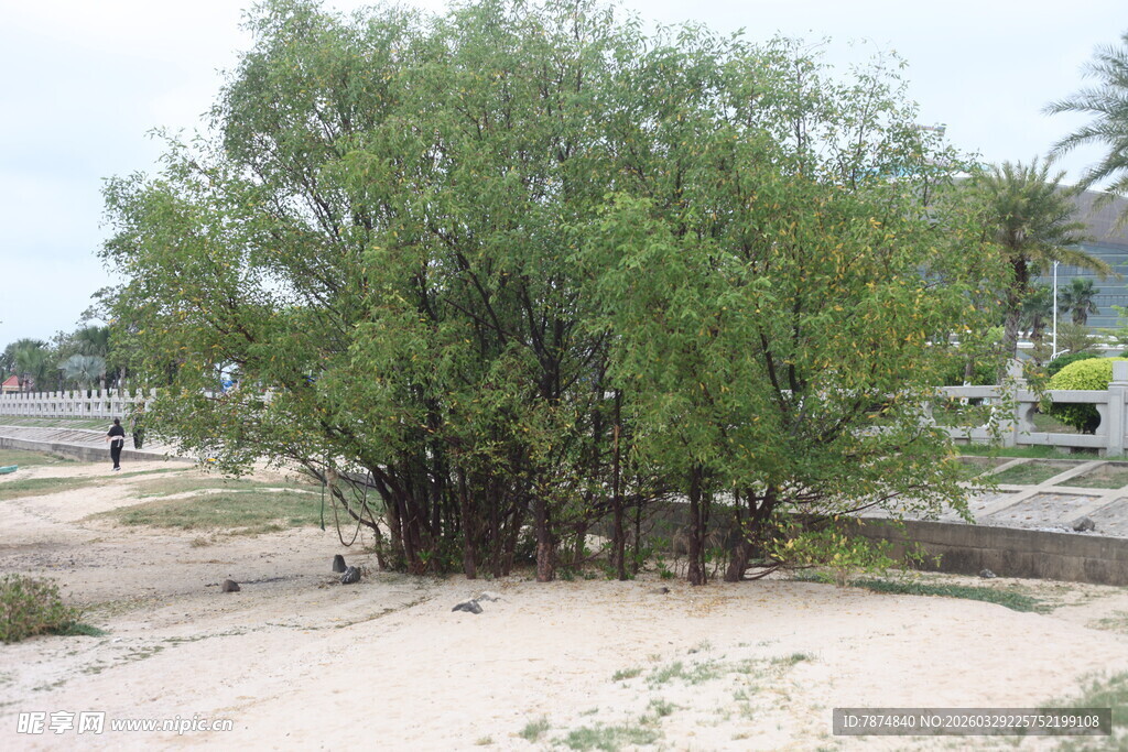 湛江沙地上的葱郁树木