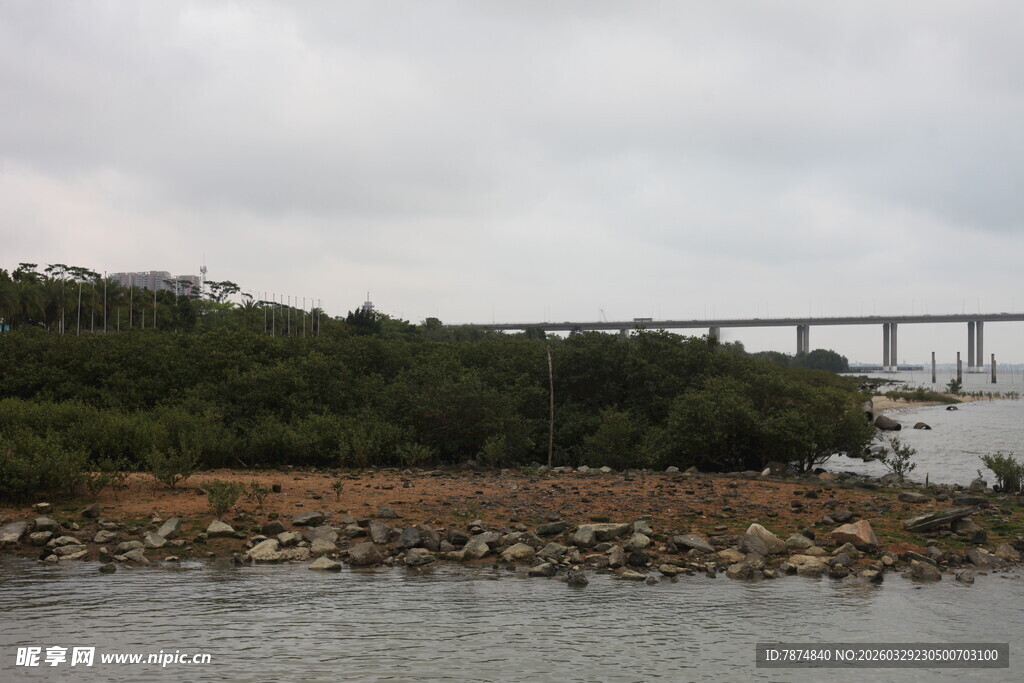 湛江江边桥梁与岸边植被景观